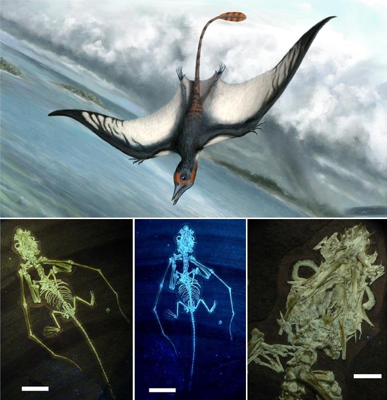 Species New to Science: [Paleontology • 2010] Alanqa saharica • A New  Pterosaur (Pterodactyloidea: Azhdarchidae) from the Upper Cretaceous of  Morocco