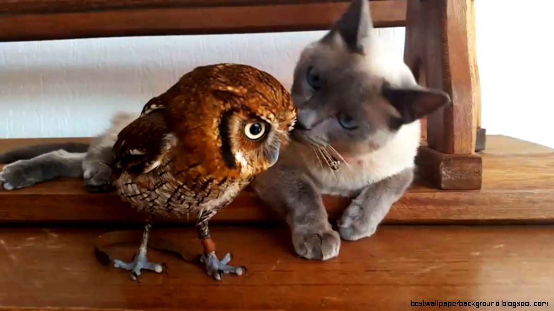 What Happens When An Adorable Owl A Cute Cat Are Introduced What Happens When An Adorable Owl A Cute Cat Are Introduced