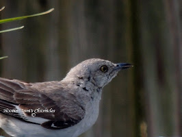 a Northern Mockingbird