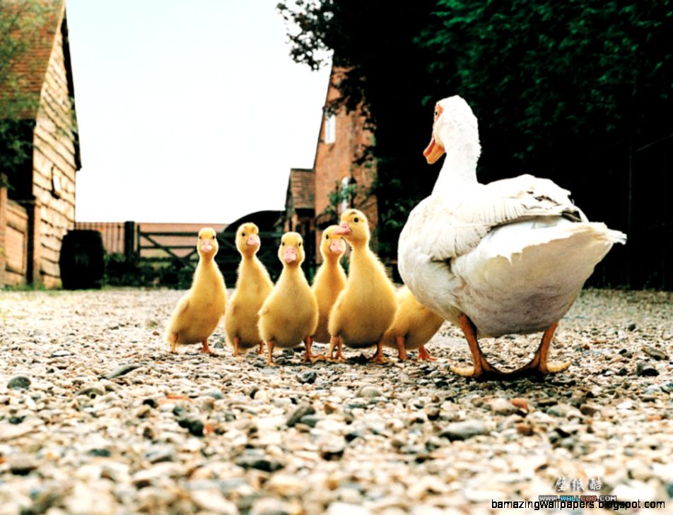 Farm animals wallpapers 50841 Animals Photography Wallpapers Farm animals wallpapers 50841 Animals Photography Wallpapers