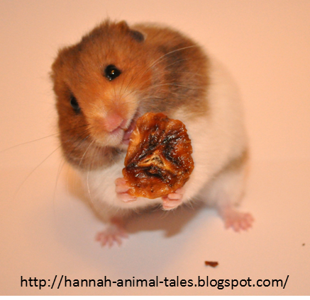 Featured image of post Hamster Biting Banana The main reason is that their hamster bites hurt and can cause bleeding