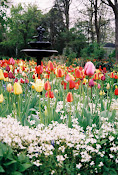 Spring Tulips, by Jean Smith