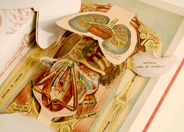BOOKTRYST: Anatomy Gets Animated In Rare Flap Books