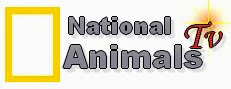 National Animals Tv 
