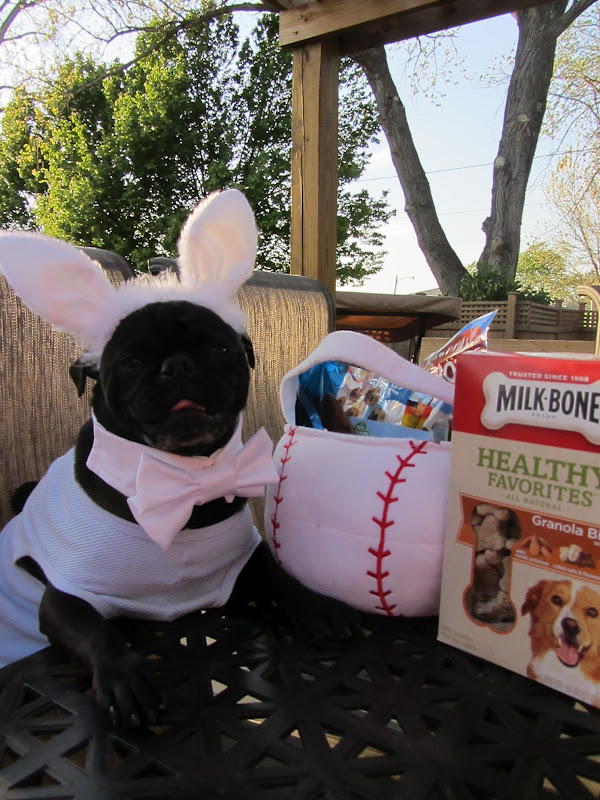 A Day in the Life of Pugs: Easter Day .. Part One
