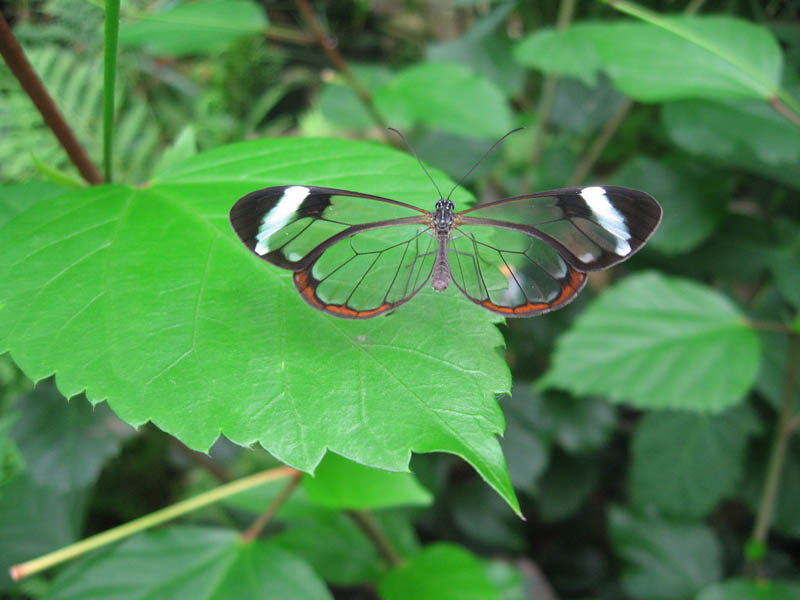 فراشة الأجنحة الزجاجية  Glasswinged+Butterfly+014