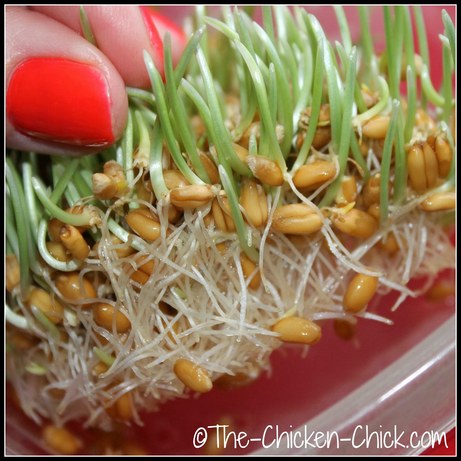 Sprouting Grains for Chickens Fodder for Thought The Chicken Chick®