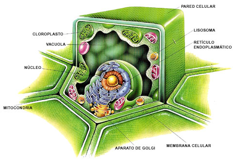 Image Detail
