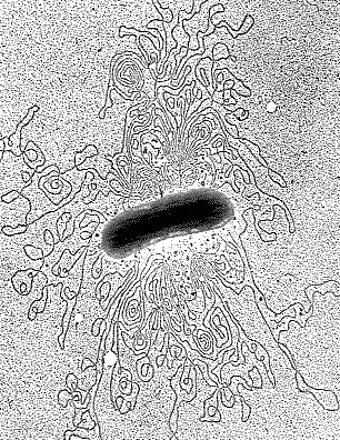 Chromosome Bacteria