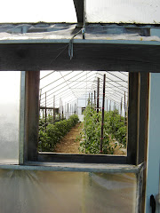 A Peek at Stakes and Tomatoes