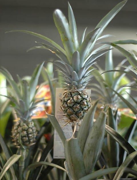 Tanaman Hias Langka: Tanaman Hias Langka