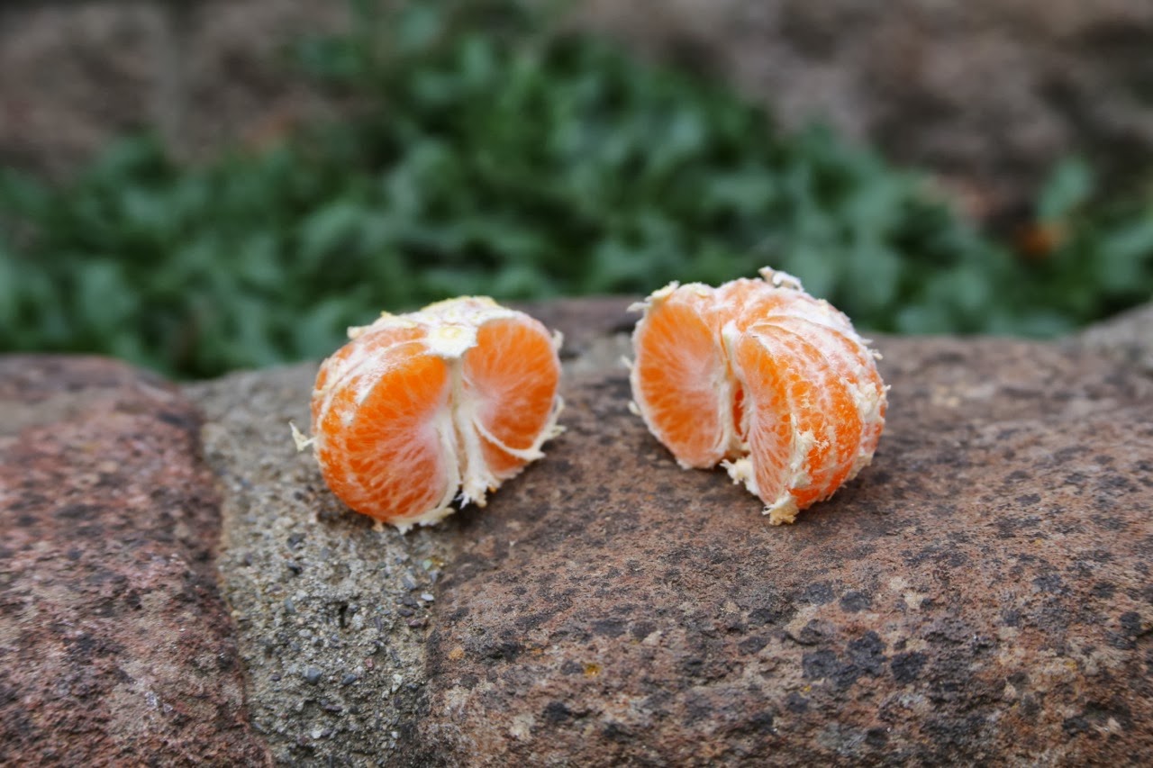 Best tasting satsumas ever! Backyard Citrus (and more)