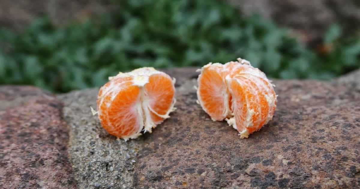 Backyard Citrus (and more) Best tasting satsumas ever!