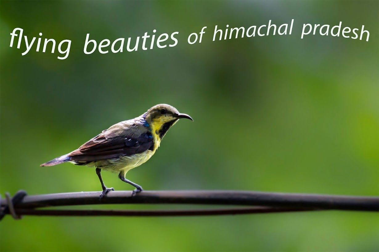           flying beauties of himachal pradesh