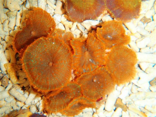 (Assorted) Orange Mushroom corals 1