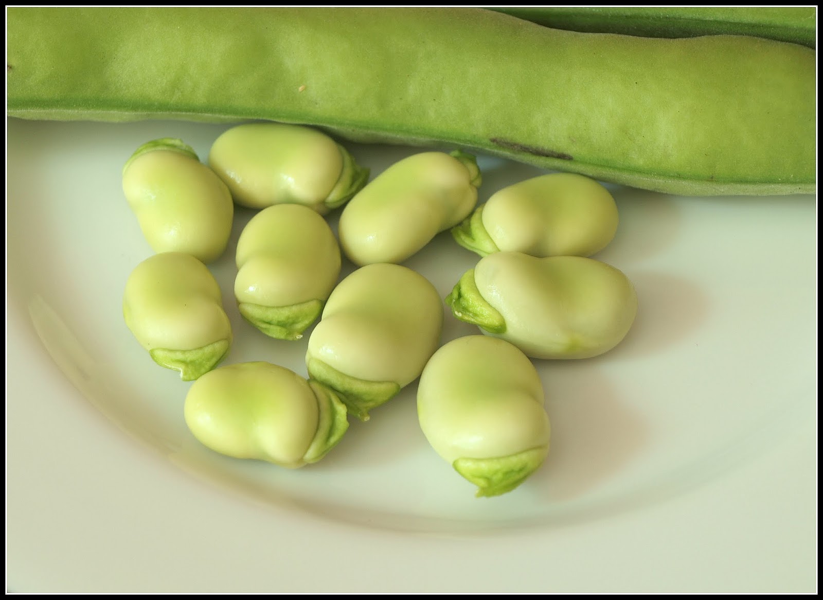 Mark's Veg Plot Broad Beans