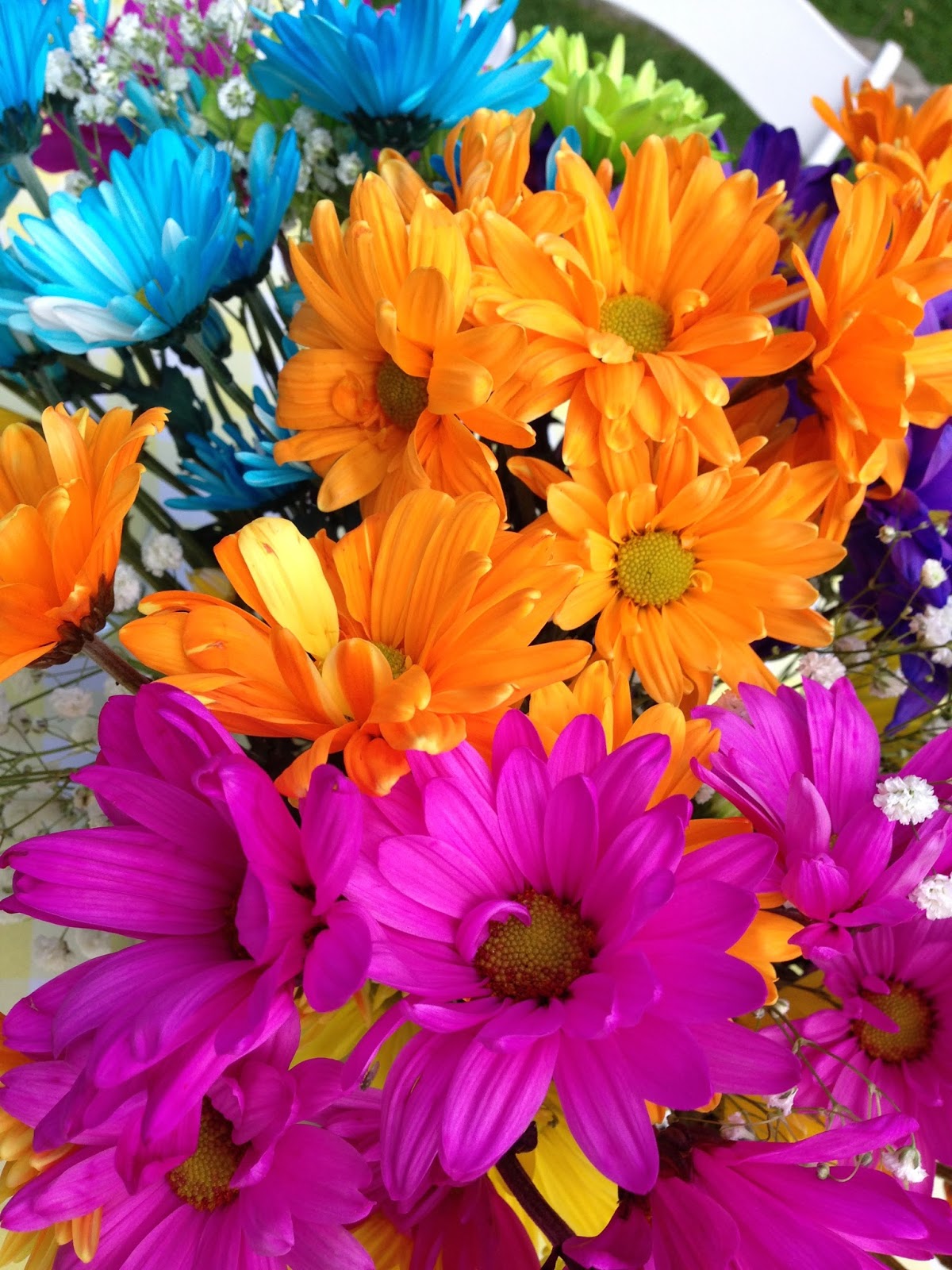 daisies to dye for Knitionary