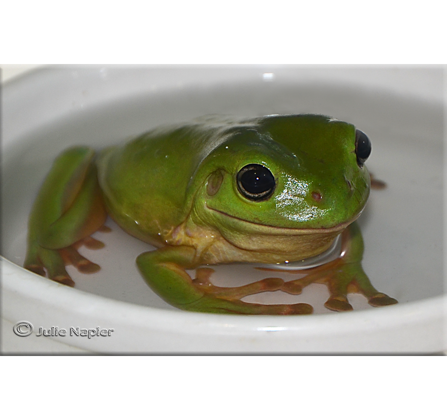Froggy in his bath