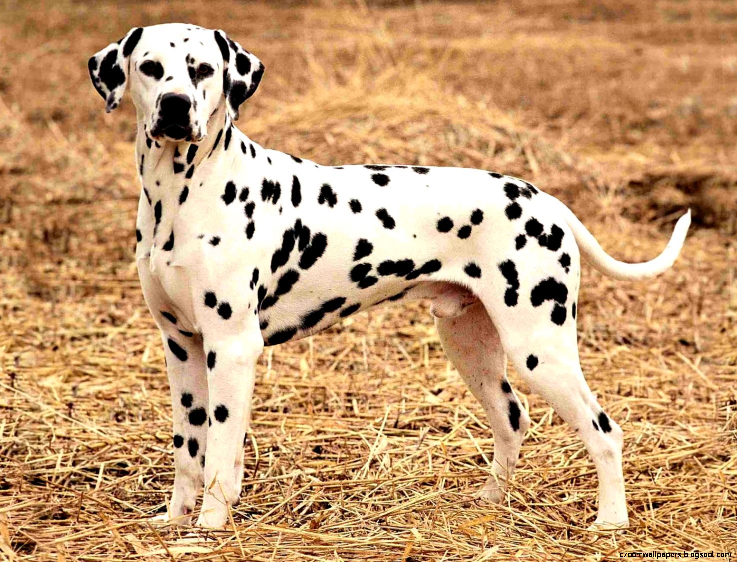 Dalmation Dog Desktop Wallpapers New WallpapersNew Wallpapers Dalmation Dog Desktop Wallpapers New WallpapersNew Wallpapers