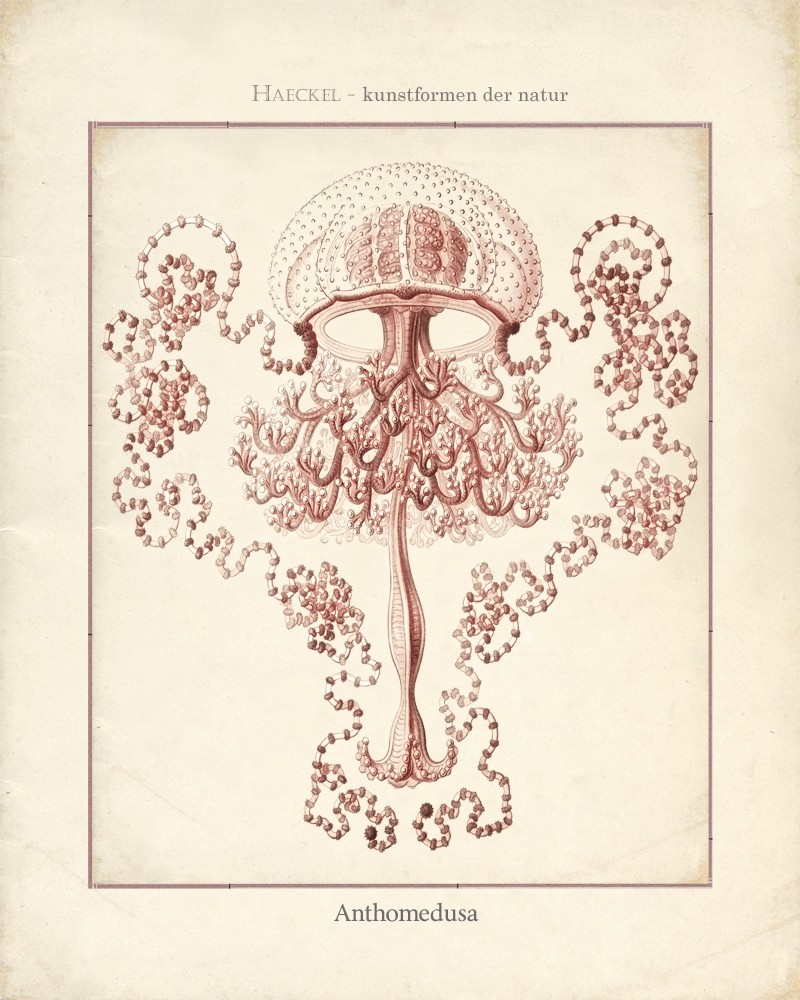 BeeBee.Grace: Vintage Sea Life Prints