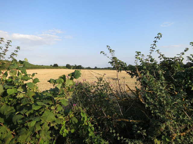Harvester (wheat?) field stretches into the distance beyond a brambly hedge.