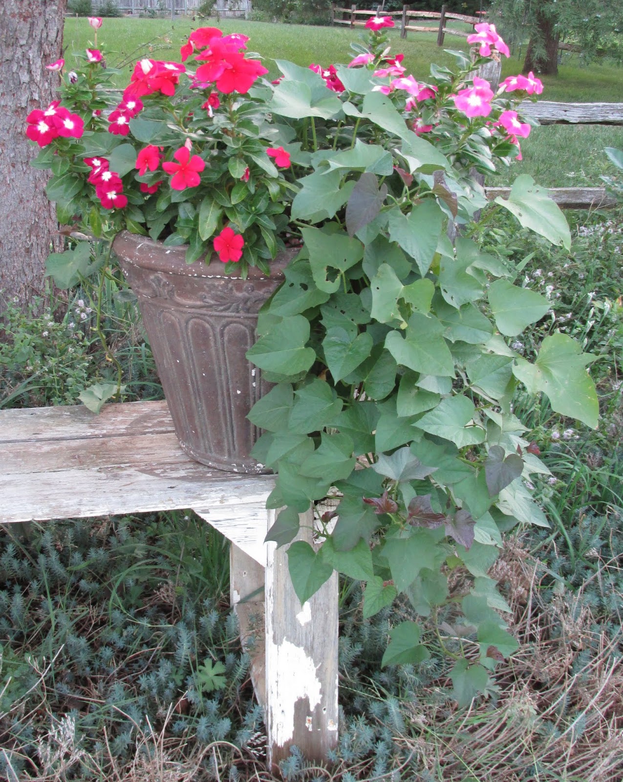 Lisa Bonassin S Garden Sweet Shrub April 8 2019
