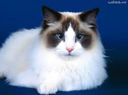 ragdoll kittens and cats
