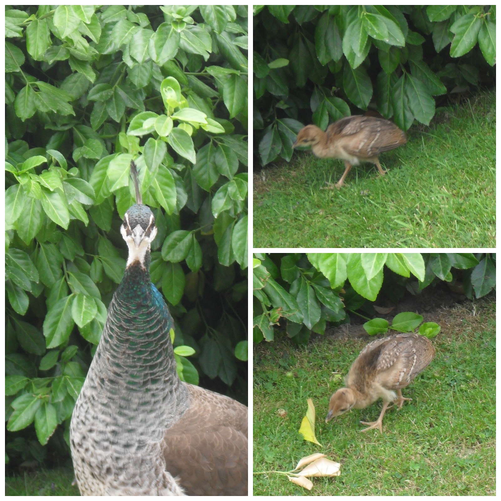 second hand susie peacocks peahens chickpeas and powis castle second hand susie blogger