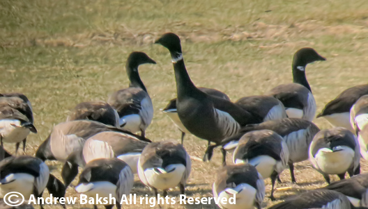 local hookup near me Nashville Tennessee