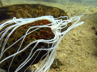 filament concombre de mer