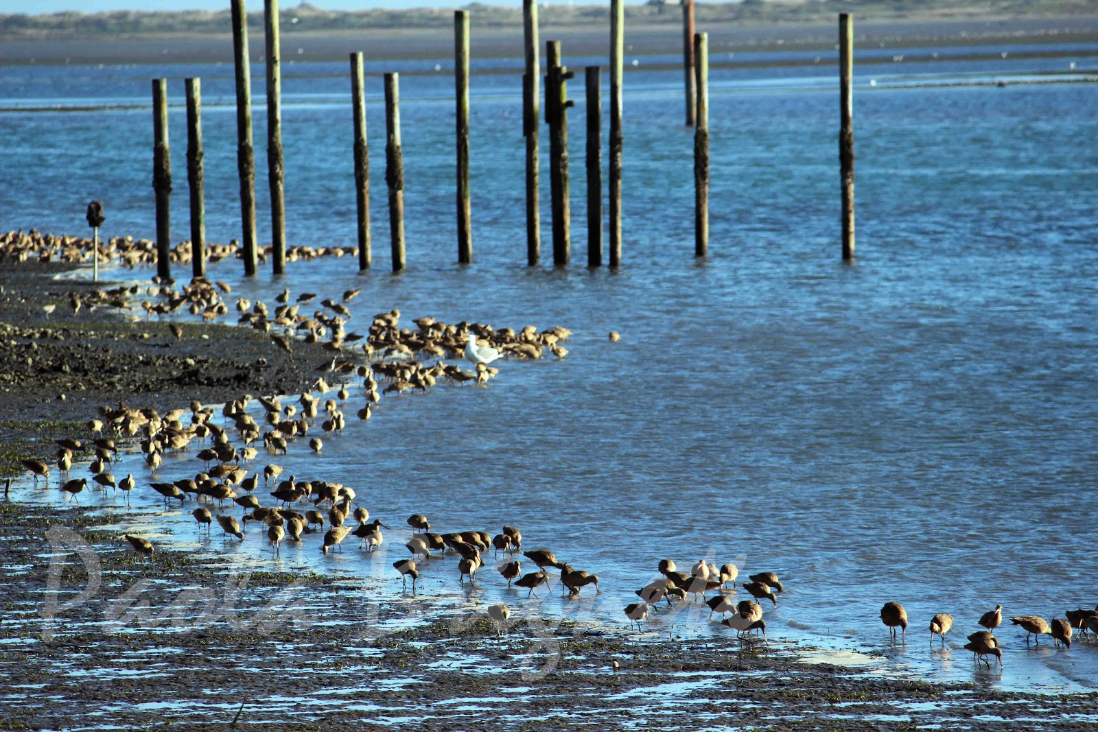 World Photos by Paola The Birds of Bodega Bay
