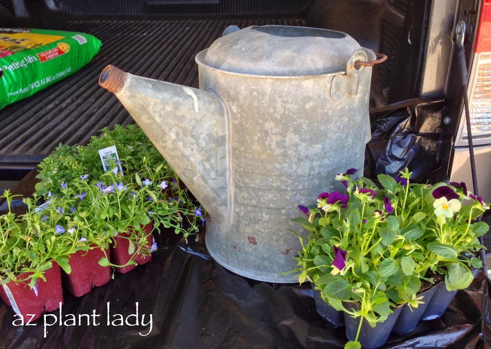 Unusual Plant Containers Ramblings from a Desert Garden