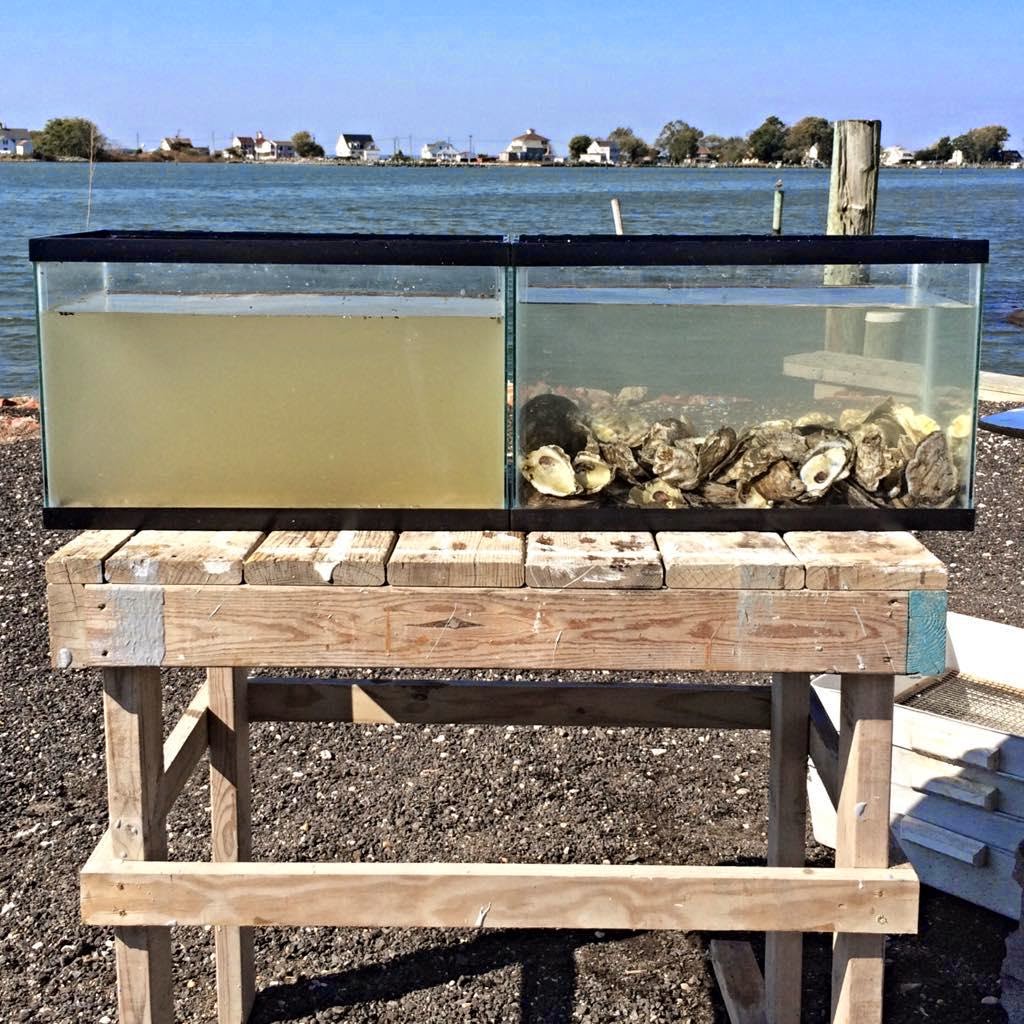 http://3.bp.blogspot.com/-I3jZocg55NY/VFkja7Vj2QI/AAAAAAAABCE/JWfq2q3HWZY/s1600/oyster_water_compare.jpg