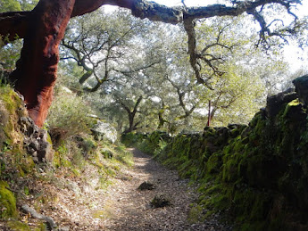 CATÁLOGO DE CAMINOS DE SANTA ANA LA REAL