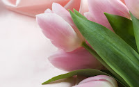 Significado del color de las flores - Tulipanes rosa