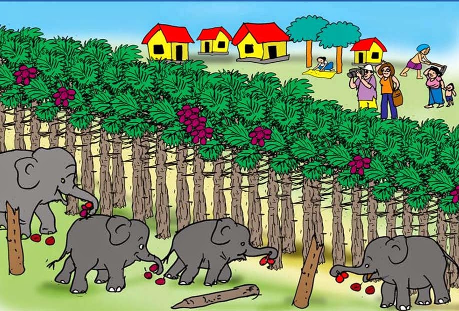 Practical Answers Sri Lanka Palmyra bio fencing a sustainable