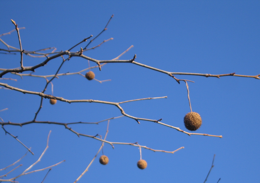 The Lucas Countyan Under the buttonball tree