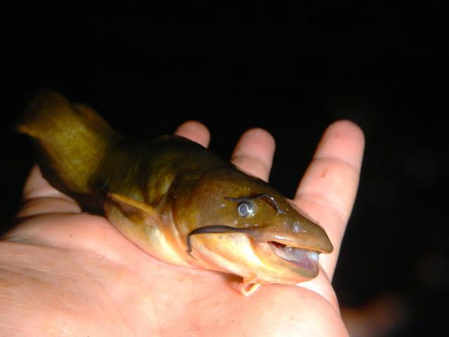 Yellow Bullhead