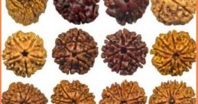 ருத்ராட்சம் என்றால் என்ன? Rudraksha
