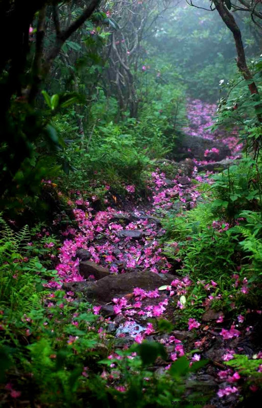 28 Magical Forest Paths You May Want To Visit Viralotomy 28 Magical Forest Paths You May Want To Visit Viralotomy