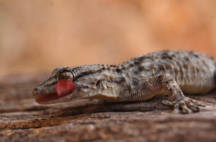 Tarentola mauritanica L