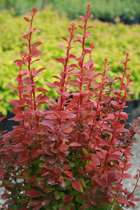 Orange Rocket Barberry