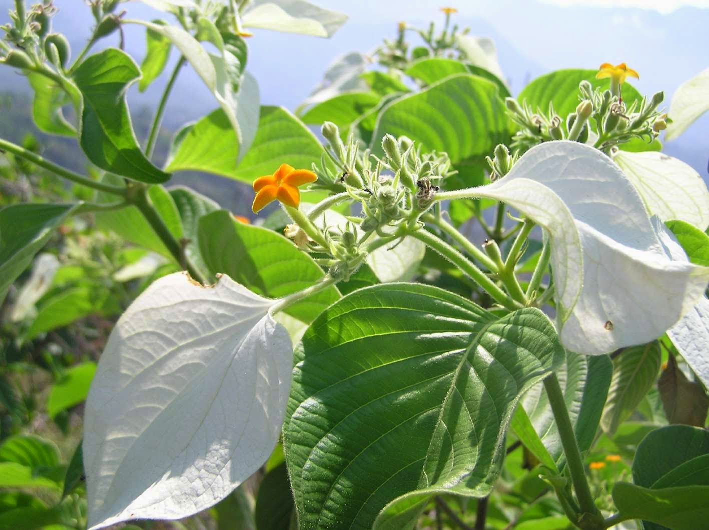 Khasiat dan Manfaat Bunga Nusa Indah (Mussaenda pubescens) | Tanaman Herbal