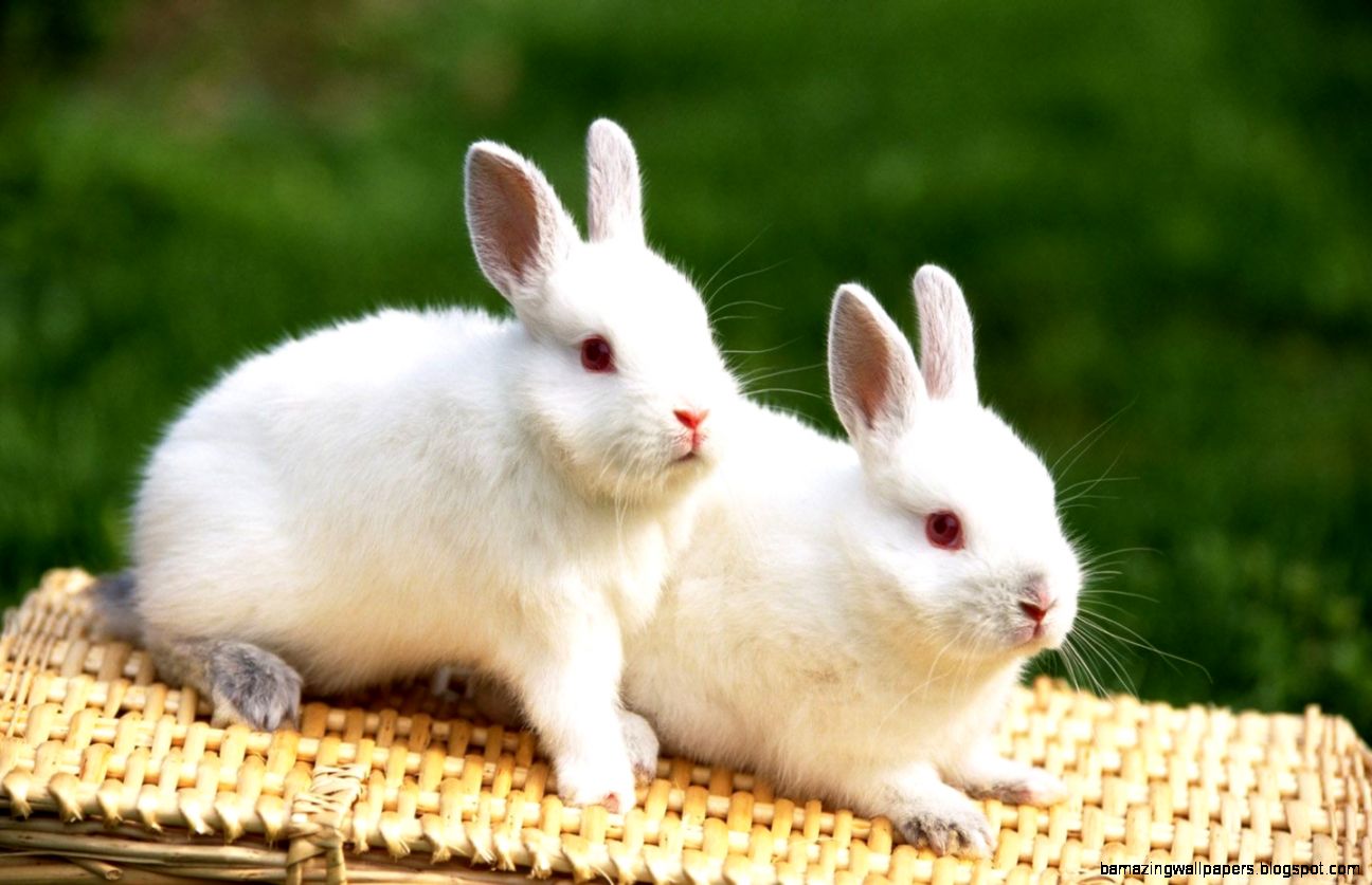Cute Baby Rabbit Wallpapers images Cute Baby Rabbit Wallpapers images
