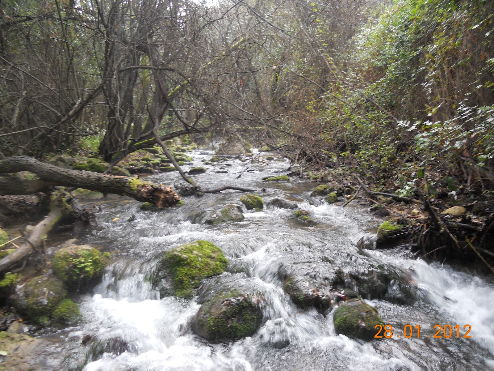 Burguillos Senderista 28 de enero de 2012 Sendero "Río Majaceite" (El