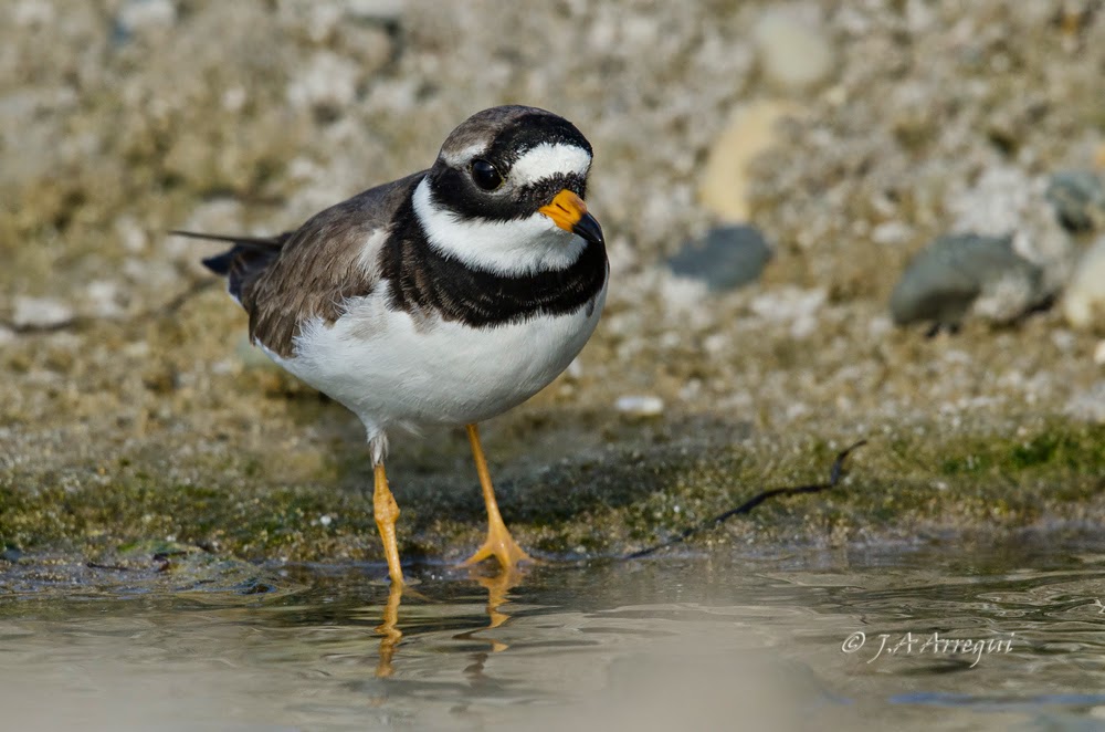 Chorlitejo grande, Charadrius hiaticula, Great Ringed Plover Chorlitejo grande, Charadrius hiaticula, Great Ringed Plover