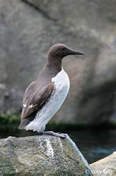 Common murre at home on the rocks