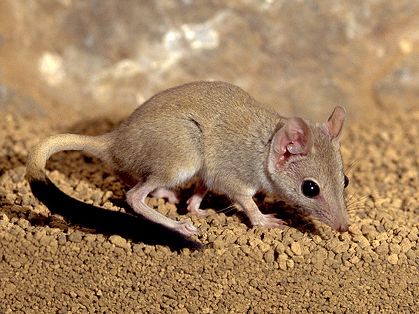 Australian Marsupial Rats