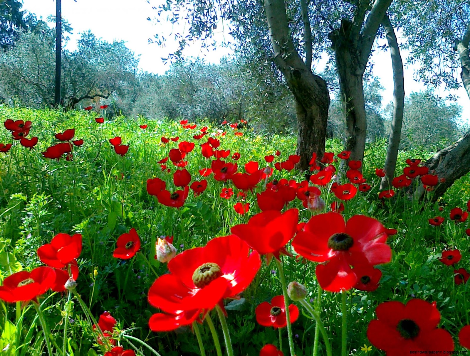 Beautiful Natural Nature Beauty Beautiful Natural Nature Beauty