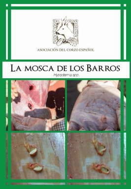 La mosca de los barros